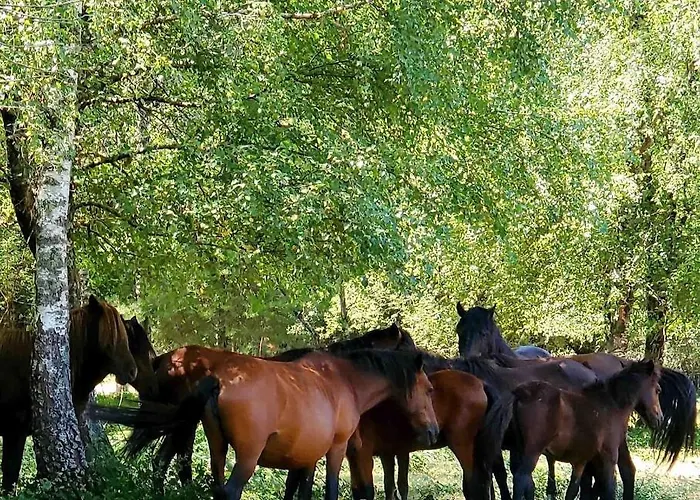 Дом отдыха Charming Surrounded By Nature And Panoramic Views North Portugal *